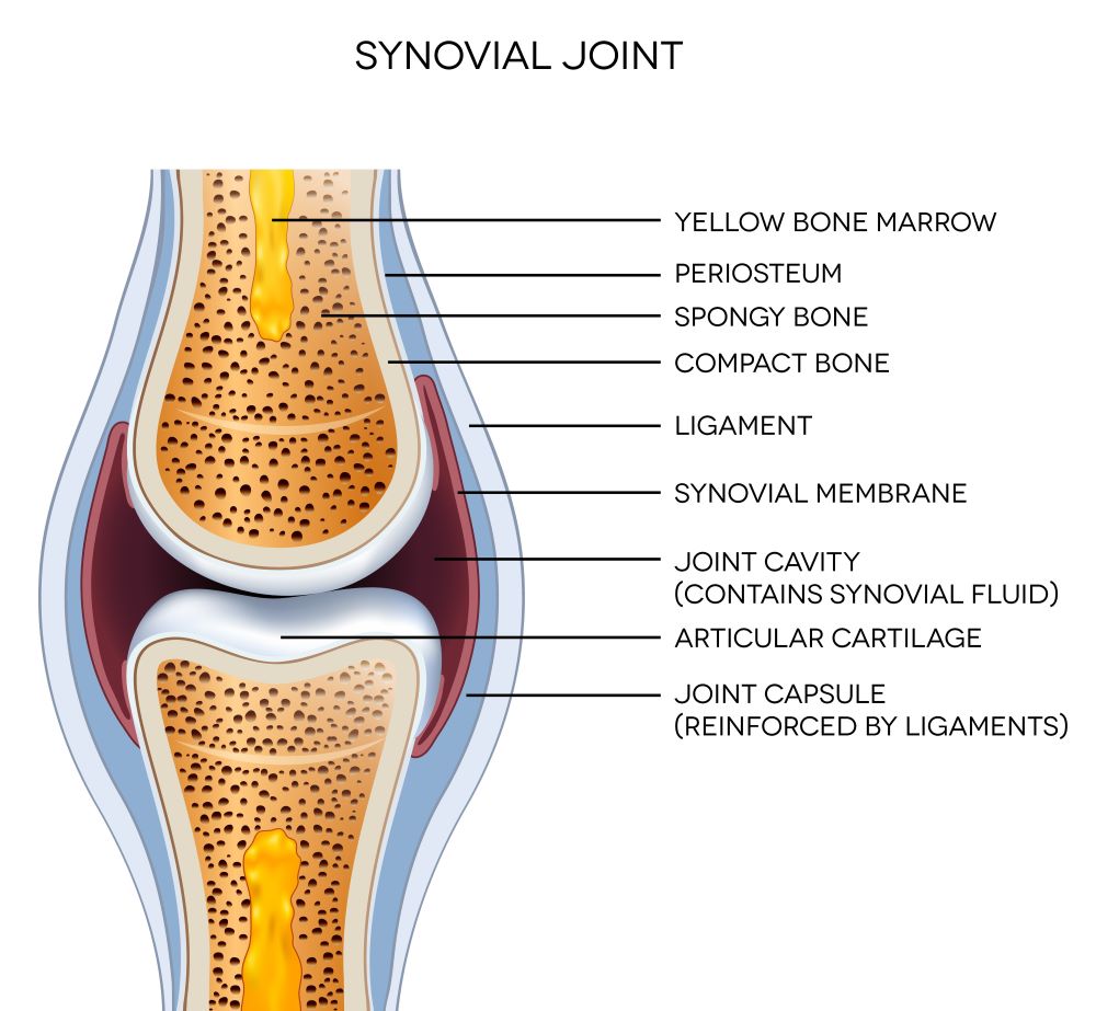 Diagram of the synovial joint