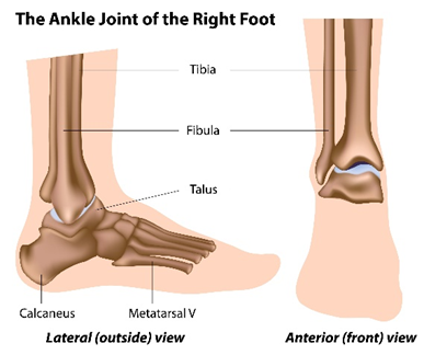 Diagram showing the tibia, fibula, talus, calcaneus and metatarsal V of the ankle joint